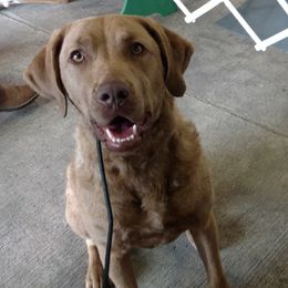 Eve - Chesapeake Bay Retriever