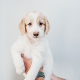 Betty - Parti Goldendoodle puppy in Canton, Georgia from Mae’s Doodles of Georgia