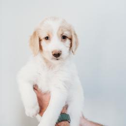 Betty - Parti Goldendoodle puppy in Canton, Georgia from Mae’s Doodles of Georgia