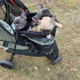 French Bulldog Puppies from FOSTERS FRENCHIES