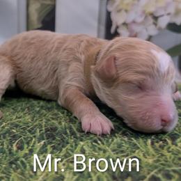 Mr Brown - Cream male Goldendoodle puppy in Lebanon, Pennsylvania from Robertson's Retrievers and Doodles