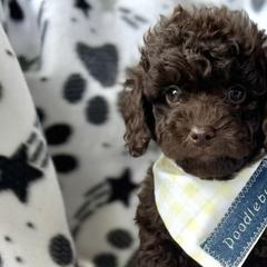 Goldendoodles from Barks and Bows Yorkies and Doodles