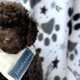 Goldendoodles from Barks and Bows Yorkies and Doodles