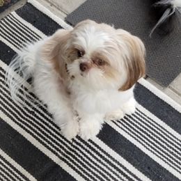 Shih Tzus from K's Shih Tzus