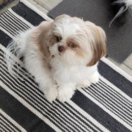 Shih Tzus from K's Shih Tzus