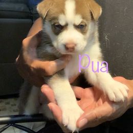 Siberian Husky Puppies from Weber Siberian Huskies