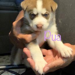 Siberian Husky Puppies from Weber Siberian Huskies