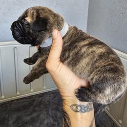 Perro de Presa Canario Puppies from PaPaws Gotta Love It Kennels