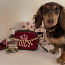 Darby - Dachshund