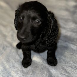 Amiyah - Dachshund puppy in Cisco, Texas from Hailey's Doxies