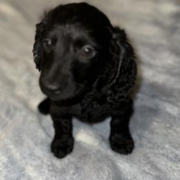 Amiyah - Dachshund puppy in Cisco, Texas from Hailey's Doxies