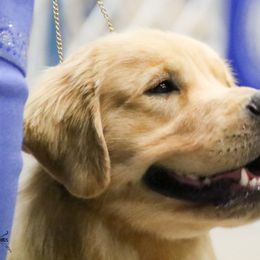 Golden Retriever Puppies from Aubergine Goldens