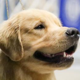 Golden Retriever Puppies from Aubergine Goldens