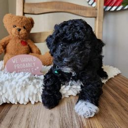 Aussiedoodle and Goldendoodle Puppies from JMR Aussies and Doodles