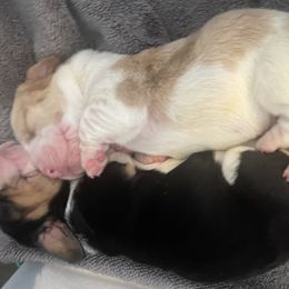Basset Hound Puppies from Peach Blossom Bassets