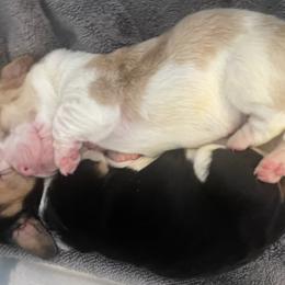 Basset Hound Puppies from Peach Blossom Bassets