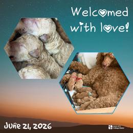 Poodle Puppies from Solstice Standards