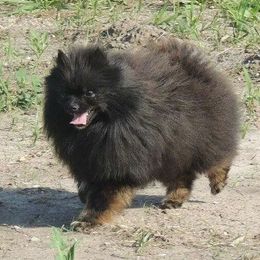 Jaxson - Pomeranian