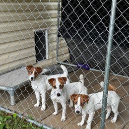 Russell Terrier All Grown Up from Geisler Russell Terriers & Miniature Dachshunds
