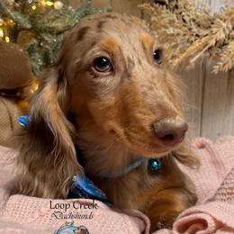 Ziggy - Dachshund