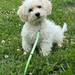 Connor (black collar) - White male Maltipoo puppy in Lancaster, Kentucky from Dream Paws Puppies, LLC