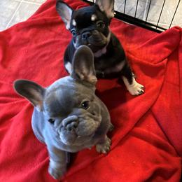 French Bulldog Puppies from French Bulldogs by Piper