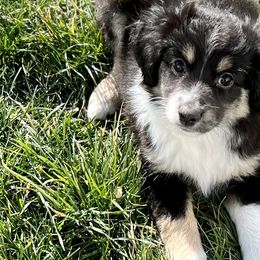 Dean Winchester - Black Toy Australian Shepherd puppy in Syracuse, Indiana from Klenke Toy Aussies