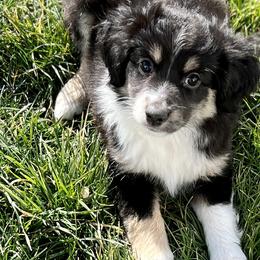 Dean Winchester - Black Toy Australian Shepherd puppy in Syracuse, Indiana from Klenke Toy Aussies