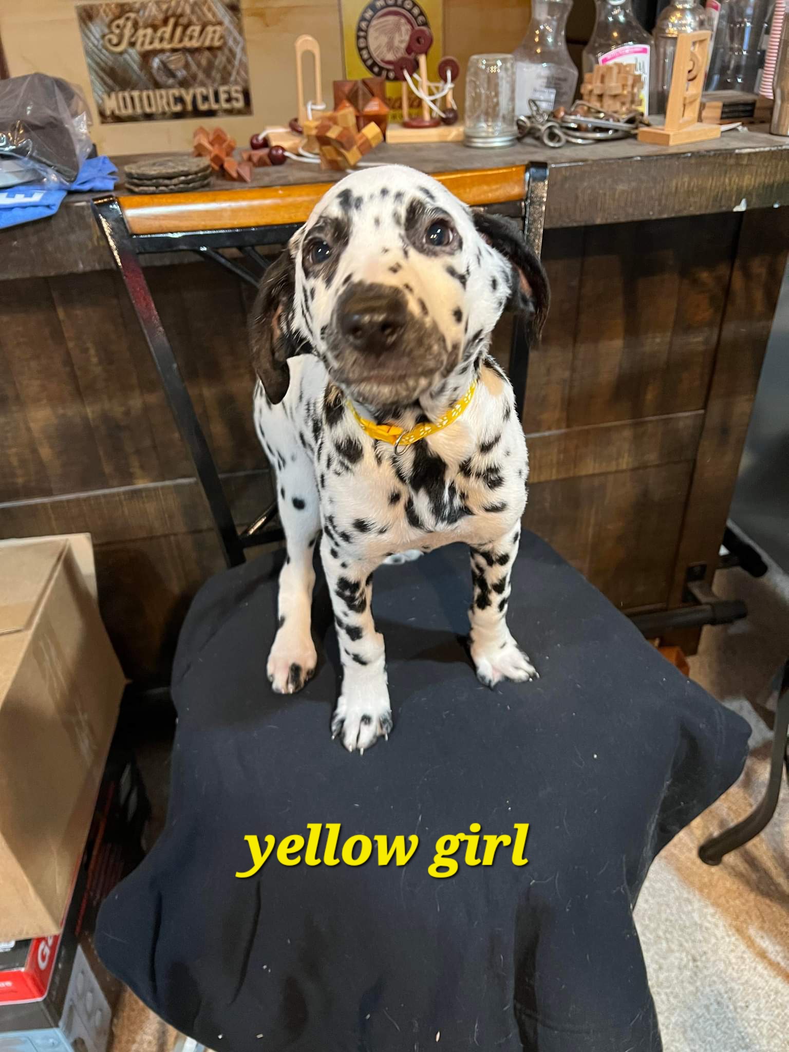 Yellow girl - Dalmatian puppy in Sturgis, South Dakota from Anthony's Dalmatians