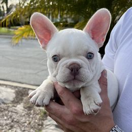 French Bulldog Puppies from Grand Frenchies