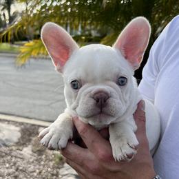French Bulldog Puppies from Grand Frenchies