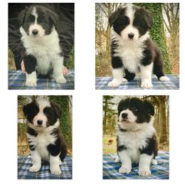 Border Collie Puppies from Beloved Border Collies