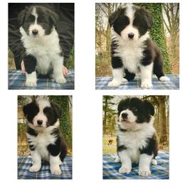 Border Collie Puppies from Beloved Border Collies