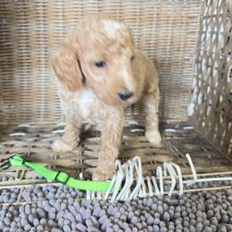 Lime green collar - Apricot female Goldendoodle puppy in Valdosta, Georgia from Fifth Day Farm