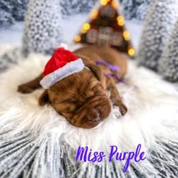 Miss Purple - Yellow female Labrador Retriever puppy in Lake City, Michigan from Loon Lake Labradors