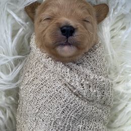 Cavapoo Puppies from Cavapoos R4 Cuddles