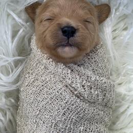Cavapoo Puppies from Cavapoos R4 Cuddles
