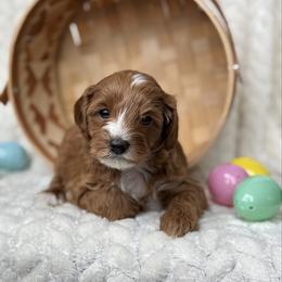 Raven - Red female Cavapoo puppy in Orrstown, Pennsylvania from Pawfect Fur Friends