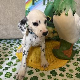 Kevin Jonas - White and black male Dalmatian puppy in Fort Cavasos, Texas from Mainstreet Dalmation