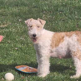 Brosha - Wire Fox Terrier