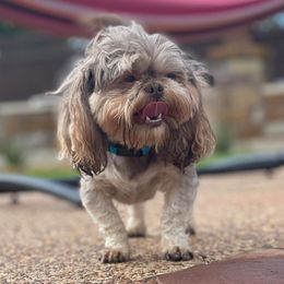 French Bulldogs, Shih Tzus, and Soft Coated Wheaten Terriers from Aurum K9