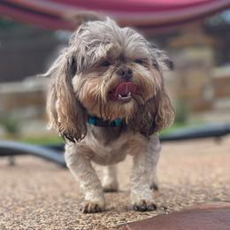 French Bulldogs, Shih Tzus, and Soft Coated Wheaten Terriers from Aurum K9
