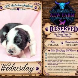 Wednesday - Black tri-color female Australian Shepherd puppy in Citra, Florida from AEW Farm