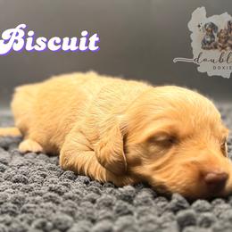 BISCUIT - Red female Dachshund puppy in Alto, Texas from Double W Doxies