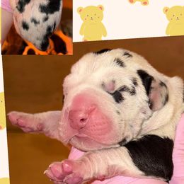 Cletus - Harlequin male Great Dane puppy in Bolivar, New York from Prophecy Danes