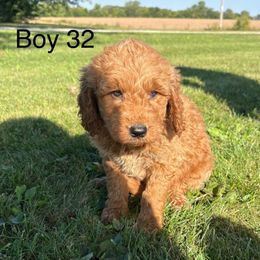 Boy 2 - Apricot male Goldendoodle puppy in West Point, Iowa from Circle A Mini Goldendoodles and Mini Bernedoodles