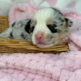 Blue Merle - Blue merle and white female American Corgi puppy in Nashville, Arkansas from Whisenhunt Farms