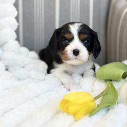 Oliver - Chocolate Gene - Tri-color male Cavalier King Charles Spaniel puppy in Draper, Utah from Cavachon Love Chocolate Cavaliers, Cavaliers, Cavachon’s, Cavapoos