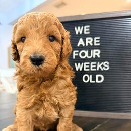 Astro - Red  male Goldendoodle puppy in Macclenny, Florida from Baker County Goldendoodles