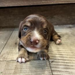 Pine - Piebald male Dachshund puppy in Dobson, North Carolina from Oakleys Dachshund Haven